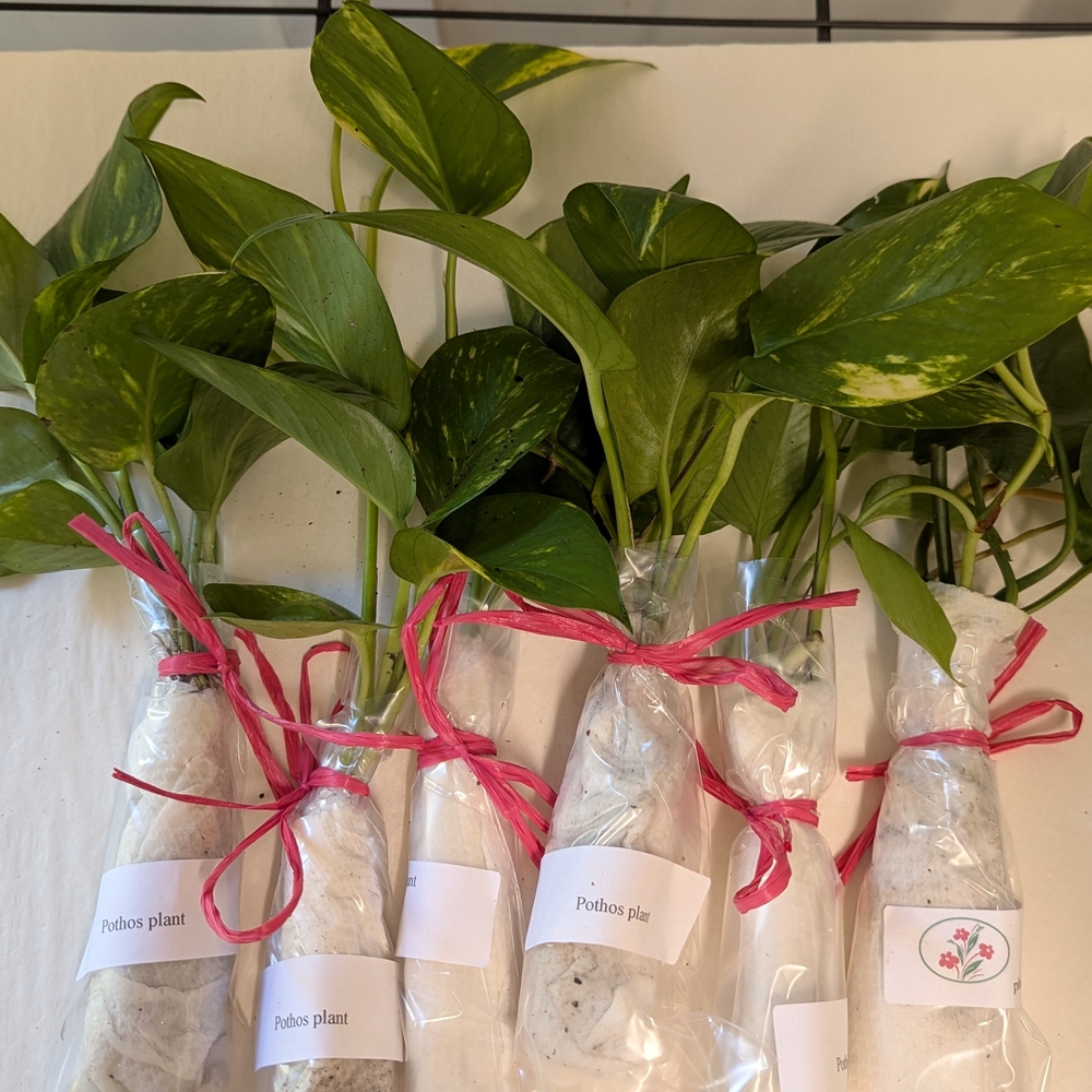 Pothos Plant Cuttings For Party Favors. Individually Wrapped Set Of Ten.